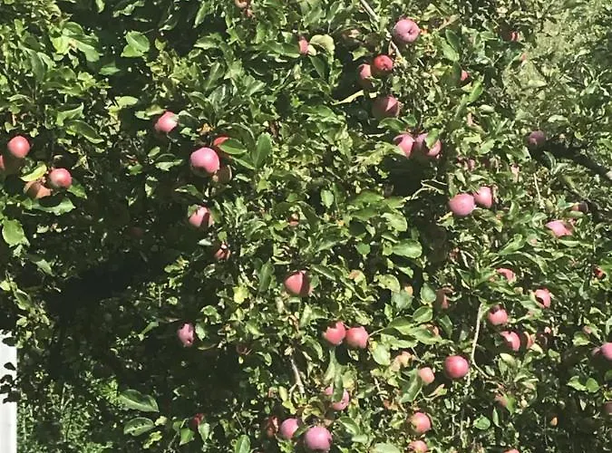 Ustria Crusch Alva * Tavanasa